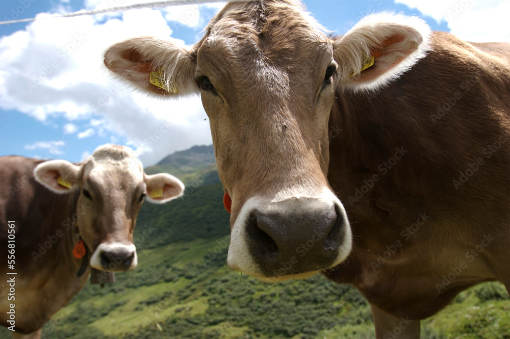 Cows in Switzerland's Oberalpen Pass; Switzerland Cows in Switzerland's Oberalpen Pass; Switzerland