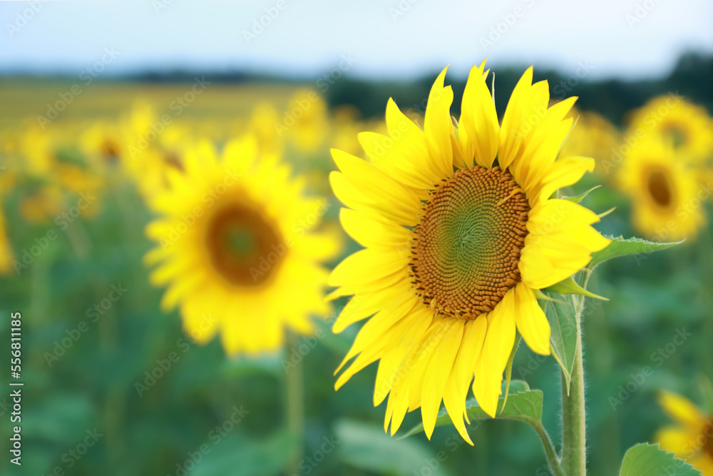 Fototapeta premium Agricultural field with yellow sunflowers. Long rows of nice yellow sunflower in the field. Perfect wallpaper. Beautiful sunflower field for background. Organic Farming. Smallholding. Sunflower oil .