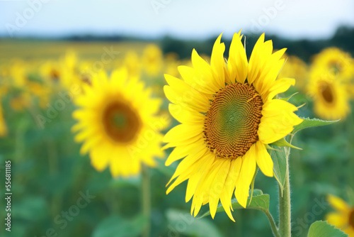 Agricultural field with yellow sunflowers. Long rows of nice yellow sunflower in the field. Perfect wallpaper. Beautiful sunflower field for background. Organic Farming. Smallholding. Sunflower oil .