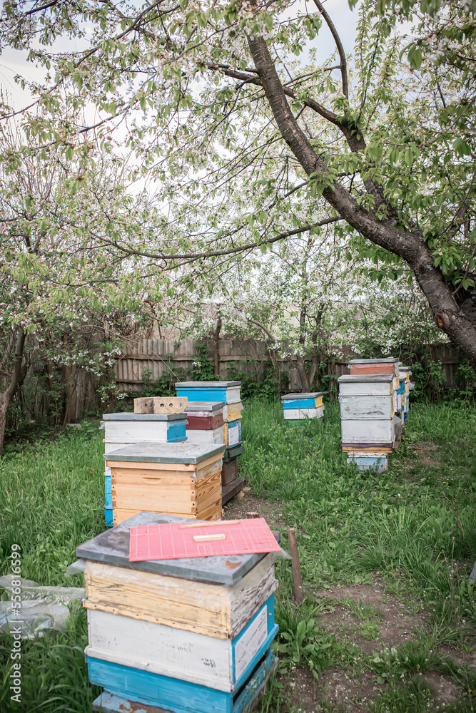 Hives in the apiary in the spring view from above. Harvesting honey in the apiary during the flowering of gardens Hives in the apiary in the spring view from above. Harvesting honey in the apiary during the flowering of gardens