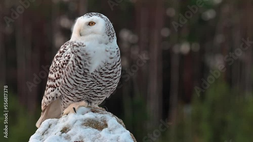 Beautiful and very rare arctic owl (Bubo scandiacus), snowy owl, perching on a stone in a landscape covered with snow. Close up view, close up shot. Winter.