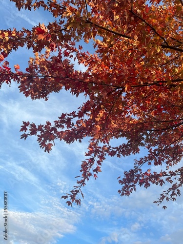 red autumn leaves
