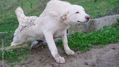 Canvastavla Perro blanco pasando a través de una valla para liberarse de la esclavitud en el