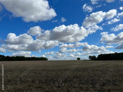 field of wheat