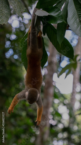 Photography Monkey hangin on branch on monkey island in Colombia