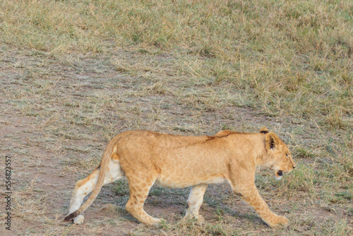 Lion cub  Panthera leo  walking in savannah in Serengeti national park  Tanzania