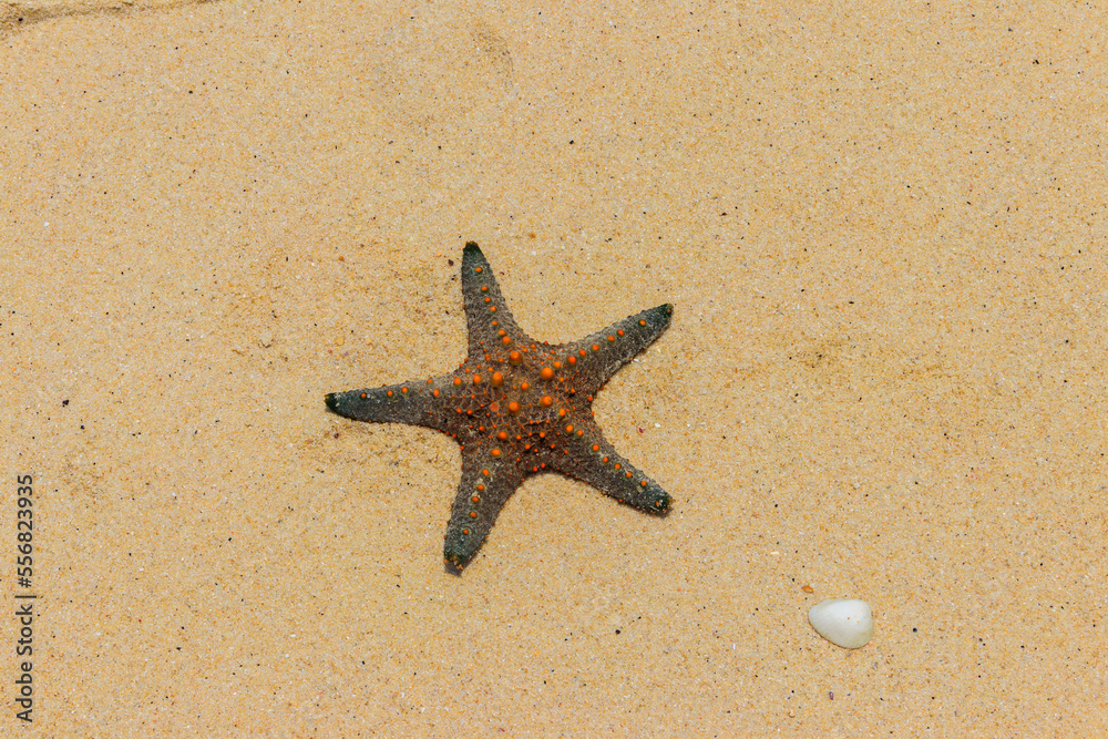 Starfish on the yellow sand beach. Top view Starfish on the yellow sand beach. Top view