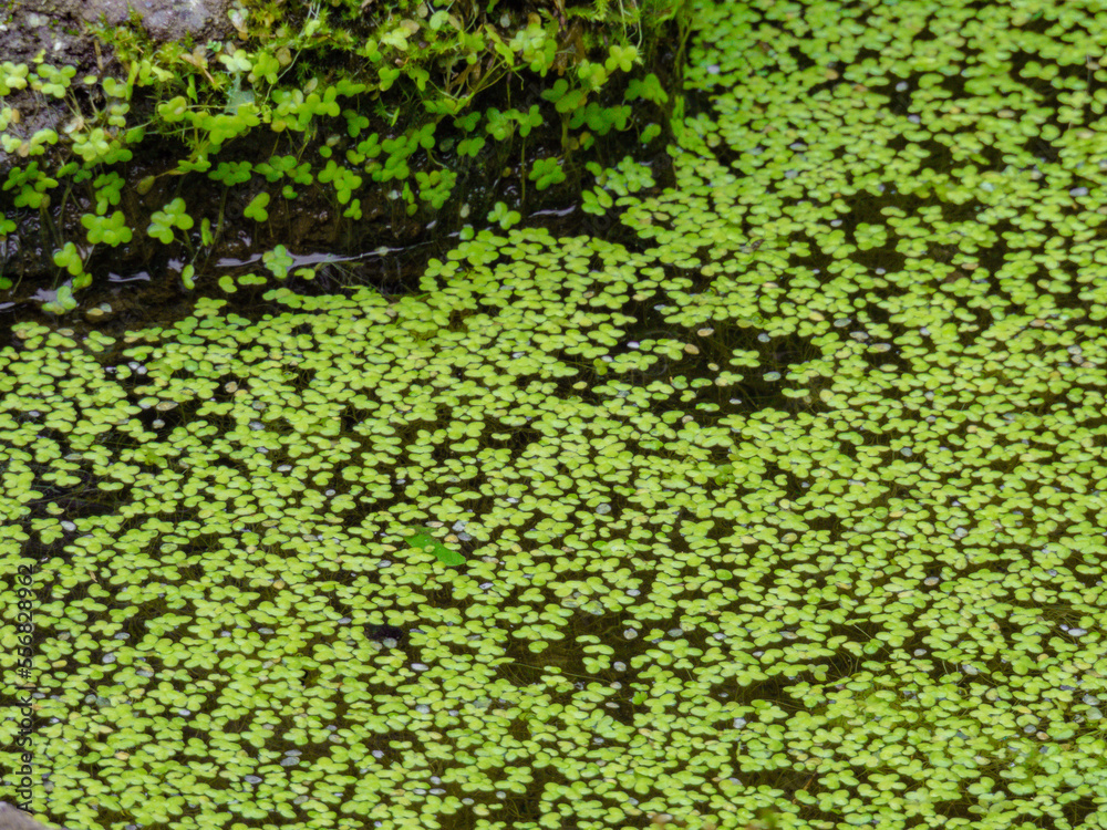 Brilliant green aquatic plants floating on the waterside Brilliant green aquatic plants floating on the waterside