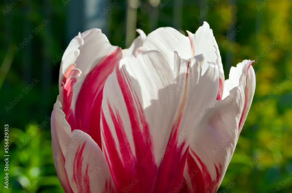 Kwiat tulipan w pełnym rozkwicie. Biało czerwony. - obrazy, fototapety, plakaty 