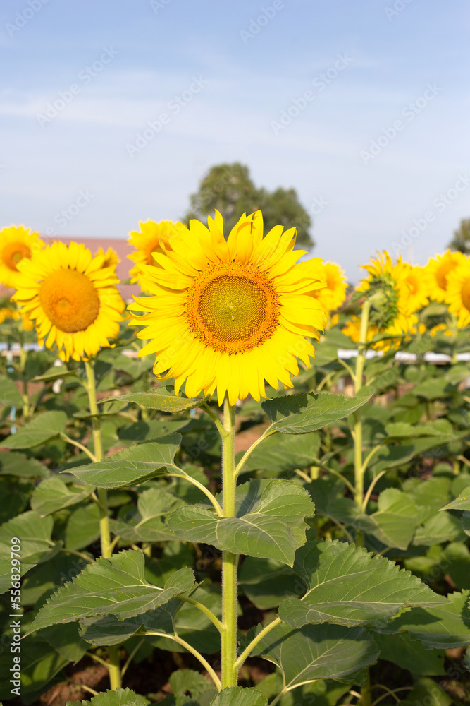 Sunflowers are blooming with blue sky. Sunflower field Sunflowers are blooming with blue sky. Sunflower field