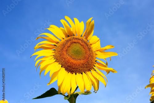 Sunflowers are blooming with bule sky. Sunflower field