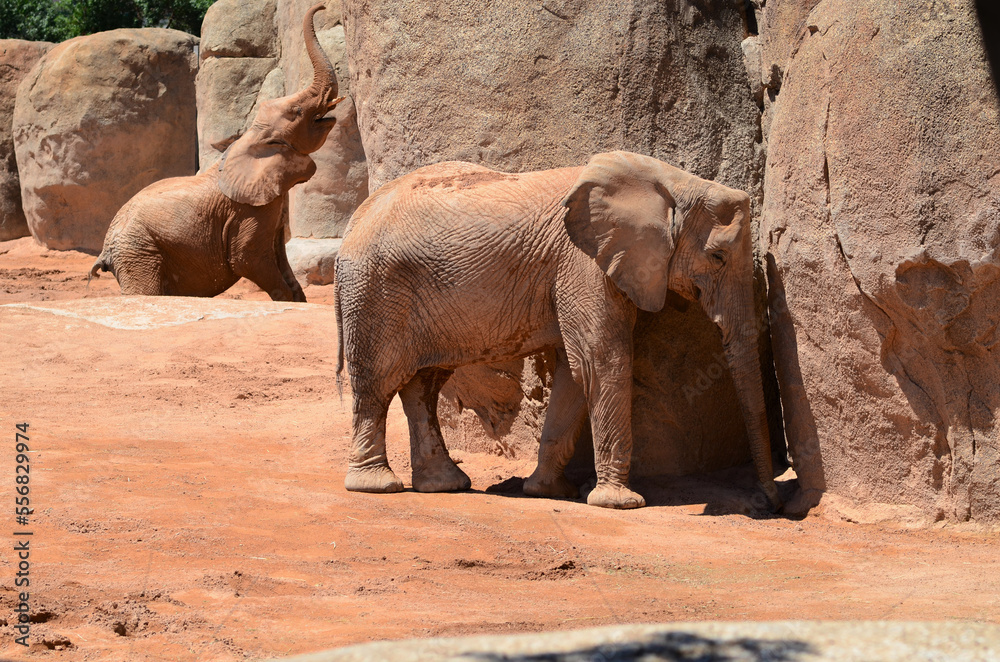 Elephant in zoo against a rock