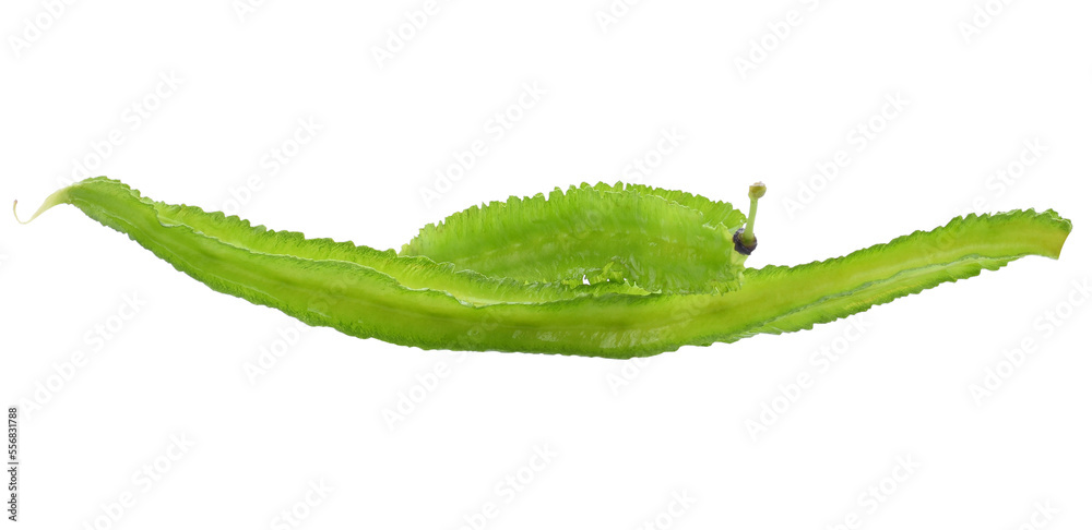 Fresh Winged beans isolated transparent png Fresh Winged beans isolated transparent png