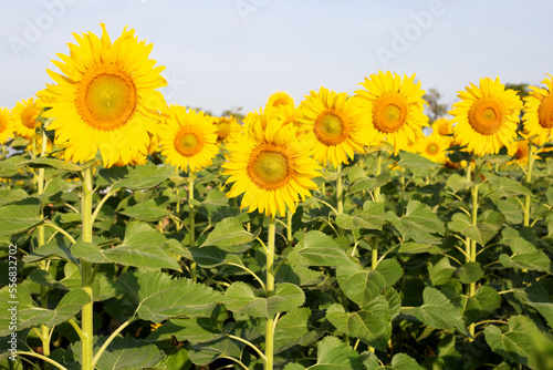Sunflowers are blooming with blue sky. Sunflower field