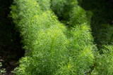 Dog fennel (Eupatorium capillifolium) in the garden