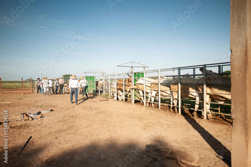 Group of cowboys on a cattle farm. cow farm with a beautiful blue sky. © SALMONNEGRO