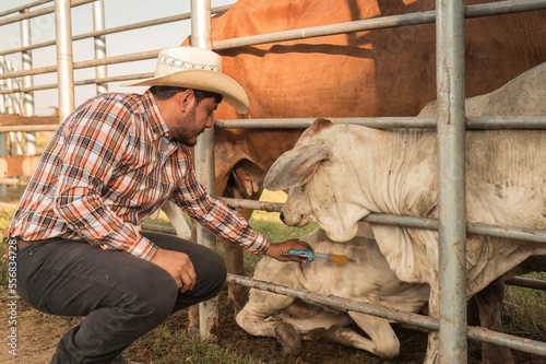 Veterinario con geringa en mano vacunando el ganado vacuno.  photo