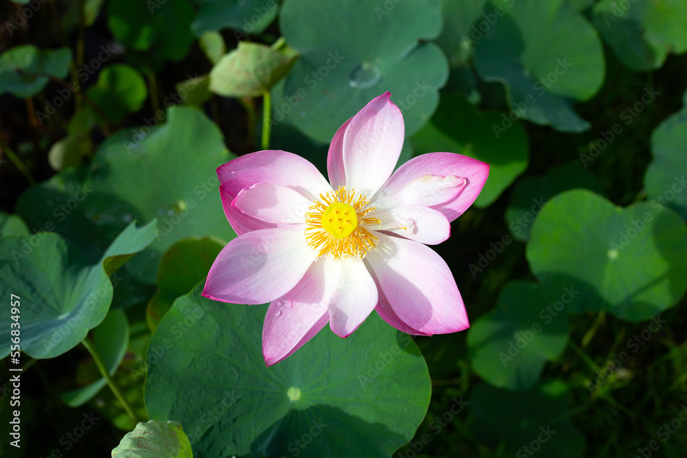 Pink lotus flower blooming in pond with green leaves Pink lotus flower blooming in pond with green leaves