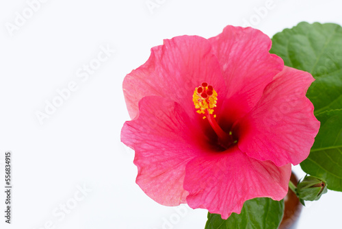 Hibiscus flower on white background.