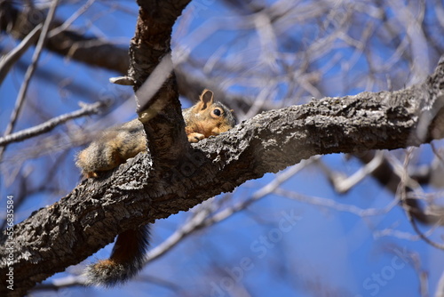 Squirel in tree looking down 