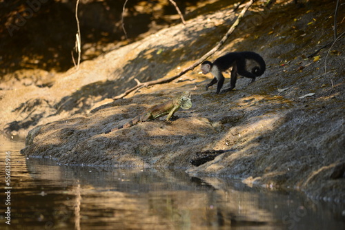 Monkey and Iguana encounter on beach in Costa Rica