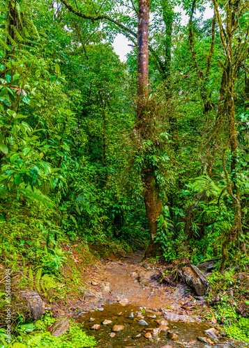 Path through Jungle in Tenorio Volcano National Park  El Pilon Station  Alajuela Province  Guatuso  Costa Rica