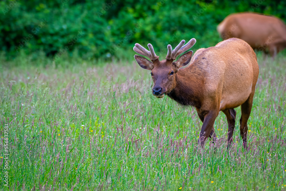 2022-12-26 A ROOSEVELT ELK WALKING THROUGH A MEADOW IN LATE FALL NEAR NORTHBEND WASHINGTON 2022-12-26 A ROOSEVELT ELK WALKING THROUGH A MEADOW IN LATE FALL NEAR NORTHBEND WASHINGTON