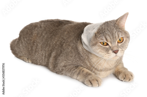 Fototapeta Naklejka Na Ścianę i Meble -  Cute scottish straight cat with bandage on ear against white background
