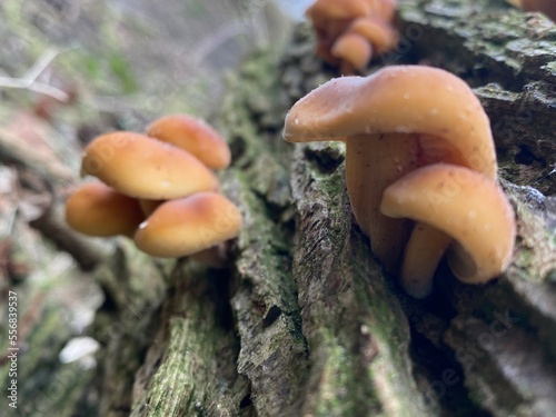 mushroom on the tree