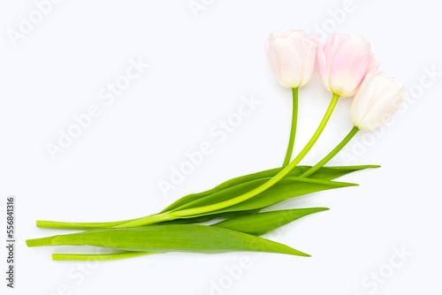 White pink tulips on white background.