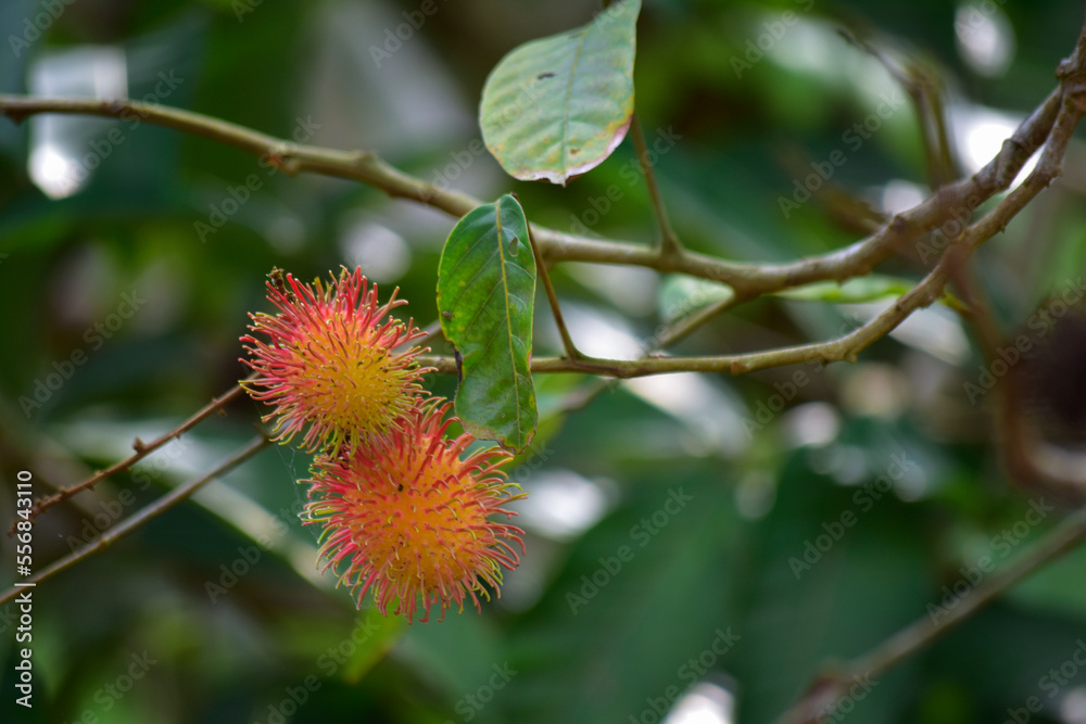 rambutan, fruit, berry, red, raspberry, leaf, strawberry, garden, tree, sweet, berries, rambutan, fruit, berry, red, raspberry, leaf, strawberry, garden, tree, sweet, berries,