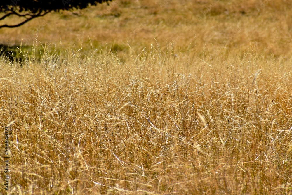 Fototapeta premium Closeup of dry grass, West Midlands, England, UK