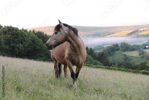 Pony in a meadow © Arabella