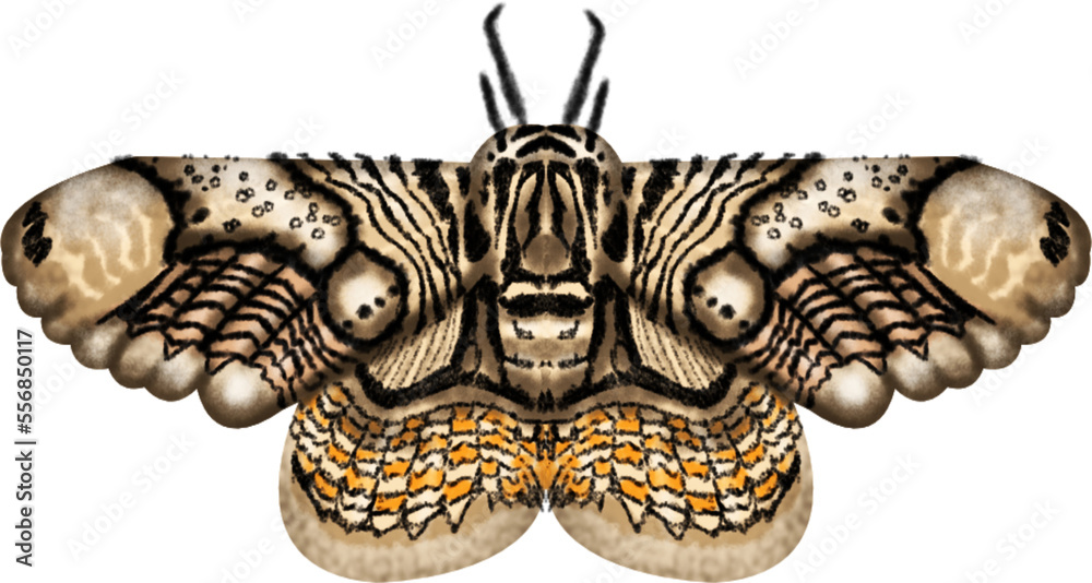 moth transparent background moth transparent background