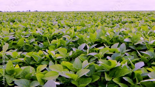 Wind blowing through a field of soybeans on a huge plantation in Brazil photo