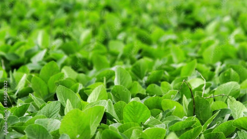 Leafy soybean plants rustling in the wind on farm in Brazil Leafy soybean plants rustling in the wind on farm in Brazil
