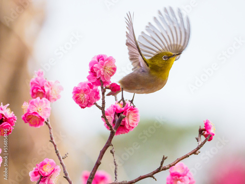 紅梅の花から飛び出すメジロ