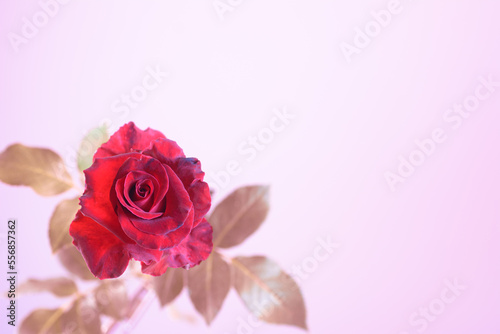 Red rose flower on natural light background.