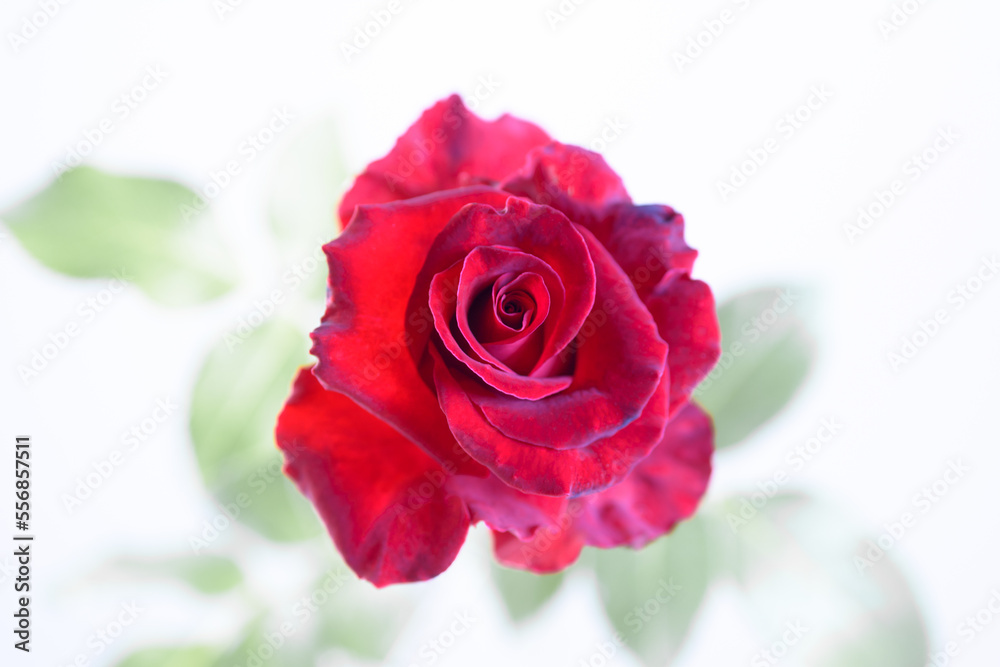 Red rose flower on natural light background. Red rose flower on natural light background.