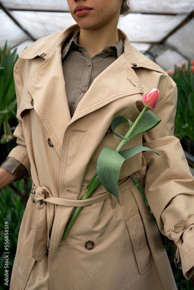 Unrecognizable woman in stylish trench coat standing in greenhouse with fresh cut pink tulip put behind belt Unrecognizable woman in stylish trench coat standing in greenhouse with fresh cut pink tulip put behind belt