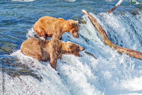 Brown bear with mouth open waiting for salmon to jump into the mouth at Brooks falls, Katmai National Park, Alaska