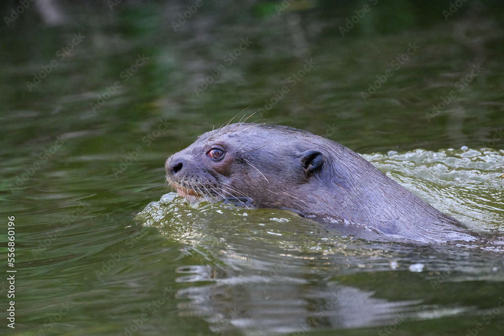 Close-up of Giant Otter Swimming in Green Water Close-up of Giant Otter Swimming in Green Water
