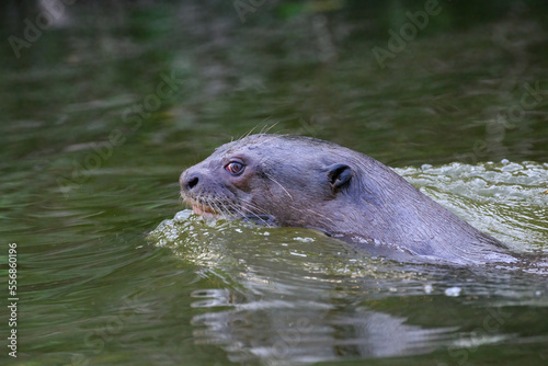 Close-up of Giant Otter Swimming in Green Water