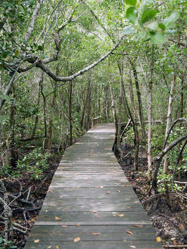 walk through the mangrove with wooden path