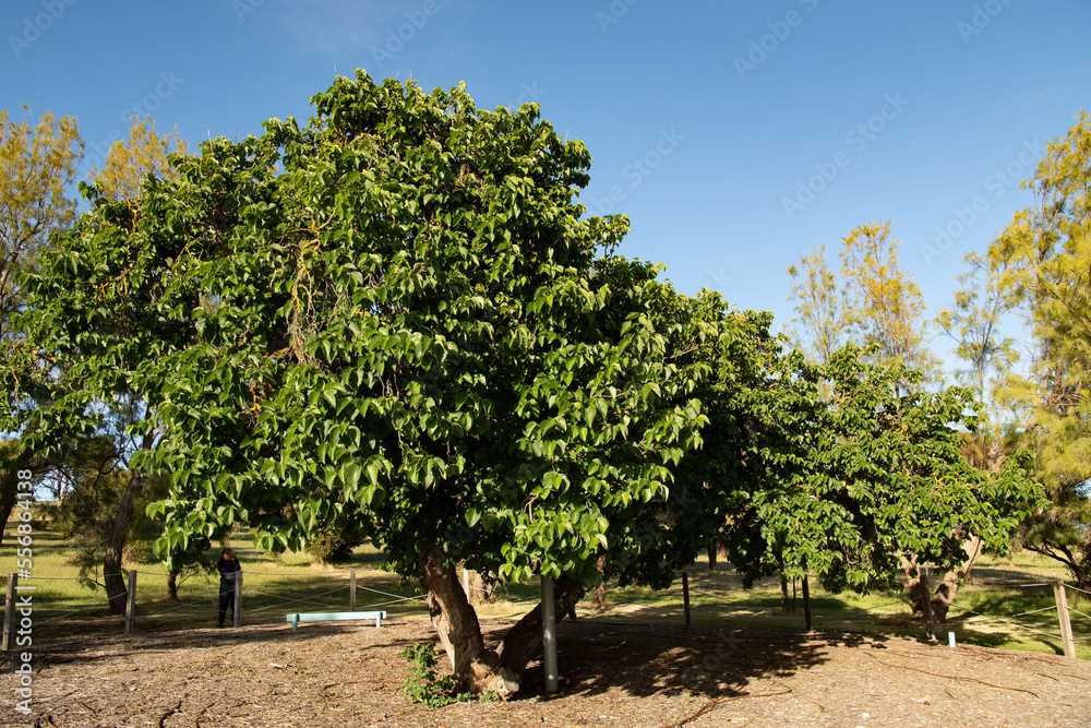The Old Mulberry tree at Kingscote, Kangaroo Island. It was planted in 1836 and is believed to be the oldest surviving fruit tree in South Australia The Old Mulberry tree at Kingscote, Kangaroo Island. It was planted in 1836 and is believed to be the oldest surviving fruit tree in South Australia