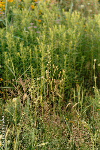 tall grass prairie and oak savannah plants