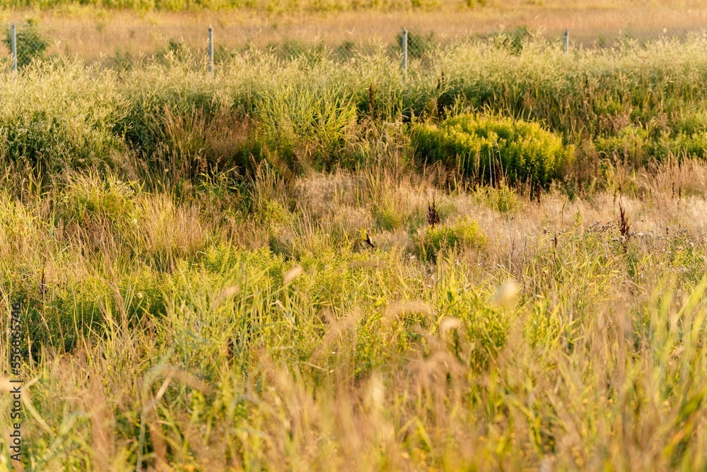 tall grass prairie and oak savannah plants tall grass prairie and oak savannah plants