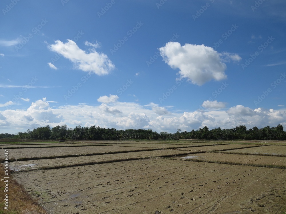 farm land in sunny day, Kendari Indonesia