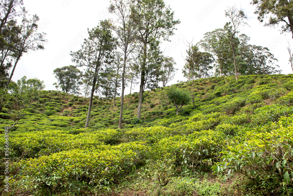 Tea plantation in Nuwara Eliya, Sri Lanka.
