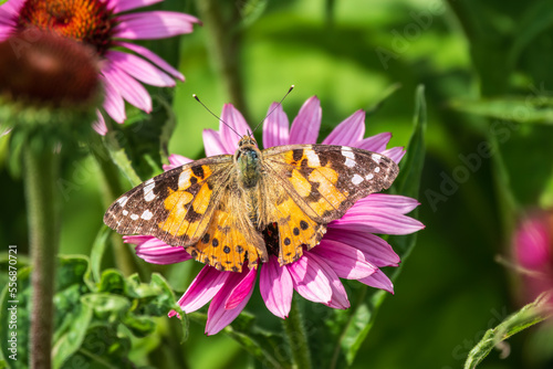 Beautiful butterfly painted lady or Vanessa cardui sitting on purple Echinacea flower in the summer. Close up. Macro.